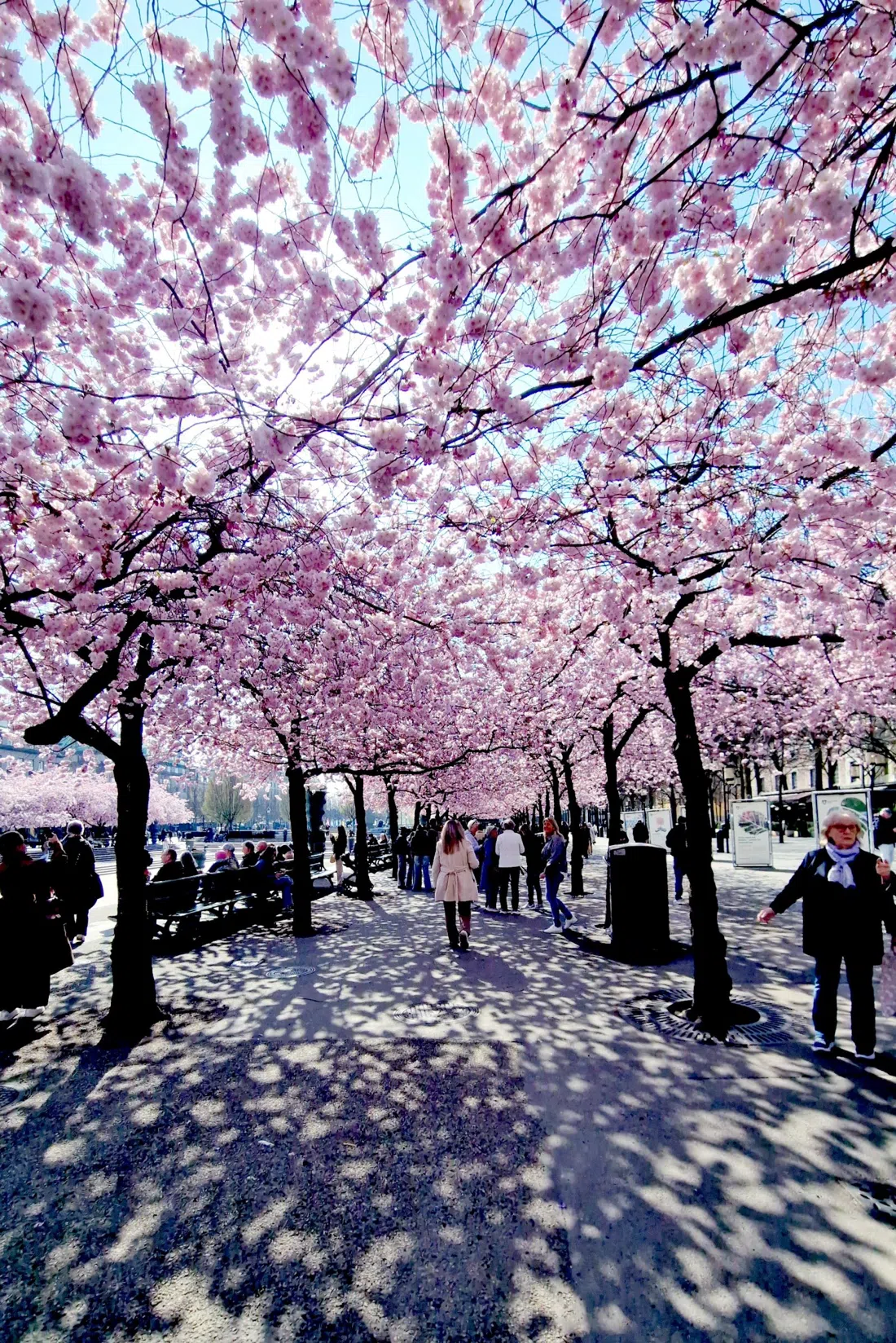 Kungsträdgården, Stockholm